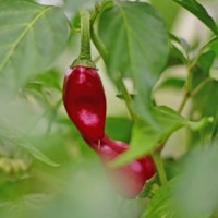 Habanero Chocolate Long Chili Seeds Habanero Chocolate Long Chili Seeds