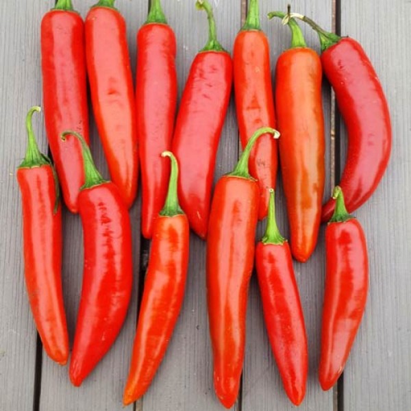 Organic Poot Pepper Chili Seeds 1000 Stk.