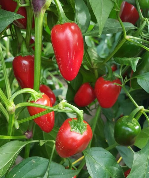 Colombo Big Chili Seeds