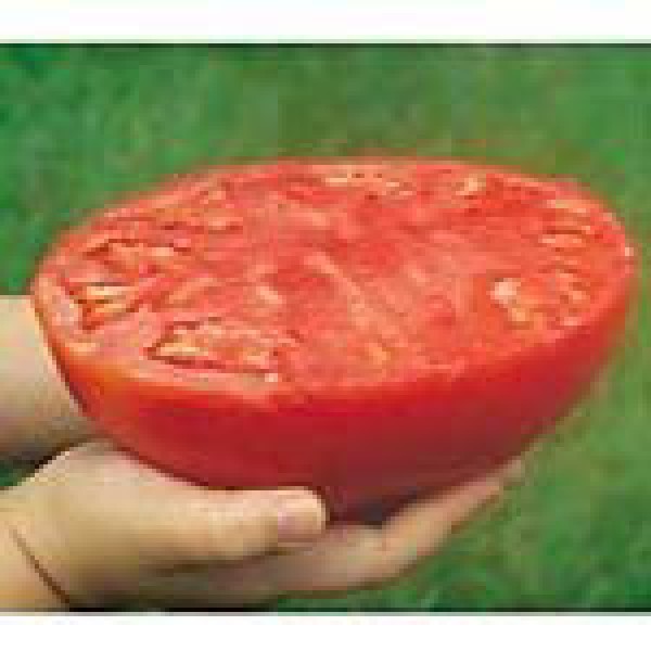 Super Giant Beefsteak Tomato Seeds