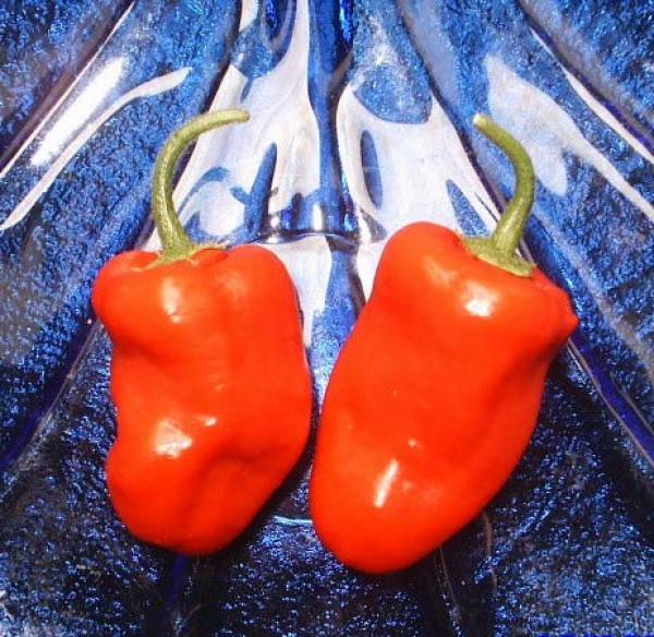 Manzano_Rocoto_Aji_Largo_Chili_Samen_1.jpg