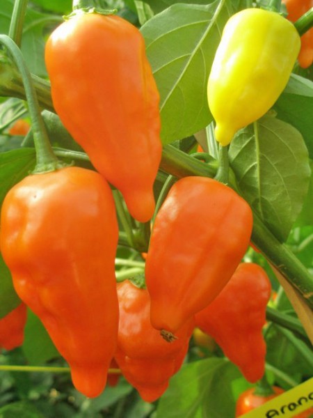 Peruviano Arancio Chili Seeds