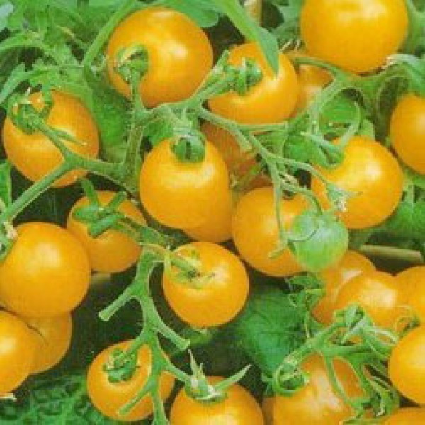 Mini Gold Tomato Seeds