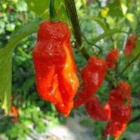 Shabu_Shabu_Chili_Samen_1.jpg Shabu_Shabu_Chili_Samen_1.jpg