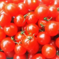 Mexikanische_Honigtomate_Samen_1.jpg Mexikanische_Honigtomate_Samen_1.jpg