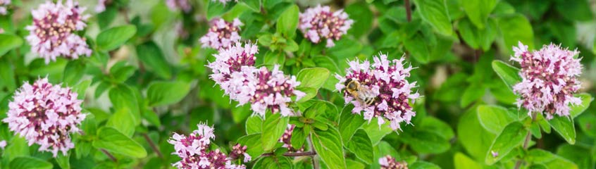 Marjoram & Oregano