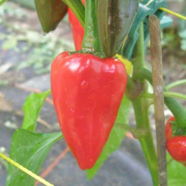 Vulcano Chili Seeds