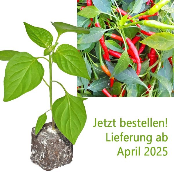 BIO_Burning_Bush_Chili-Pflanze_01.jpg