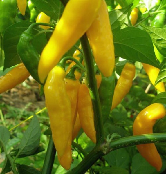 Habanero_Zavory_Yellow_Chili_Samen_1.jpg