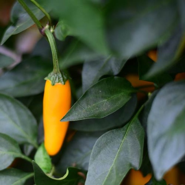 Organic Jalapeno Orange Chili Seeds