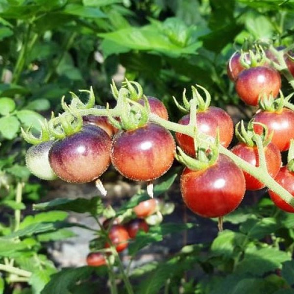 Glossy_Rose_Blue_Tomaten_Samen_1.jpg