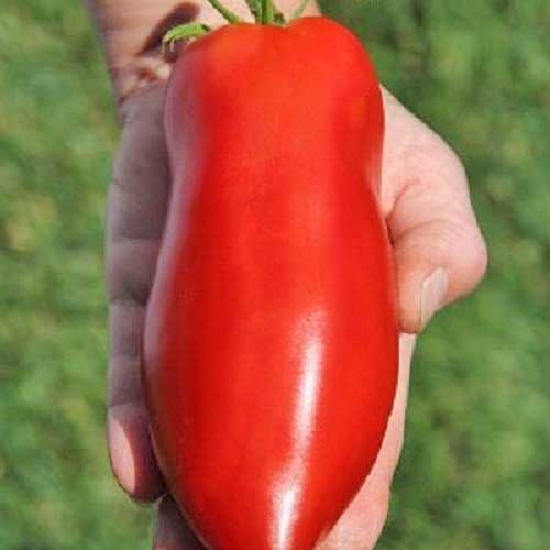 Jersey Devil Tomato Seeds buy online at
