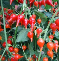 Biquinho_Vermelho_Chili_Samen_1.jpg Biquinho_Vermelho_Chili_Samen_1.jpg