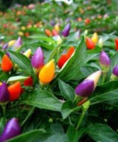 Little Elf Chili Seeds Little Elf Chili Seeds