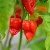 140371_01.jpg 140371_01.jpg