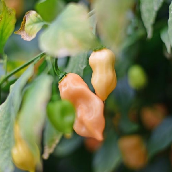 Habanero Kukulkan Chili Seeds