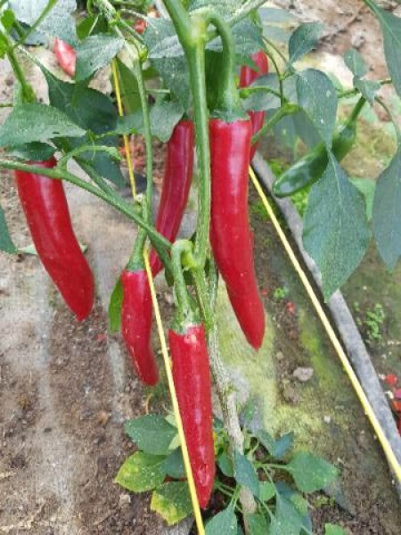Füszer Csipüs Chili Seeds