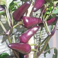 Starfire Purple Chili Seeds Starfire Purple Chili Seeds