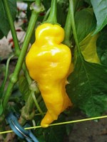 Monkey_Face_Chili_Samen_1.jpg Monkey_Face_Chili_Samen_1.jpg