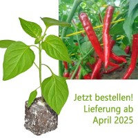 BIO_Ring_of_Fire_Chili-Pflanze_01.jpg BIO_Ring_of_Fire_Chili-Pflanze_01.jpg