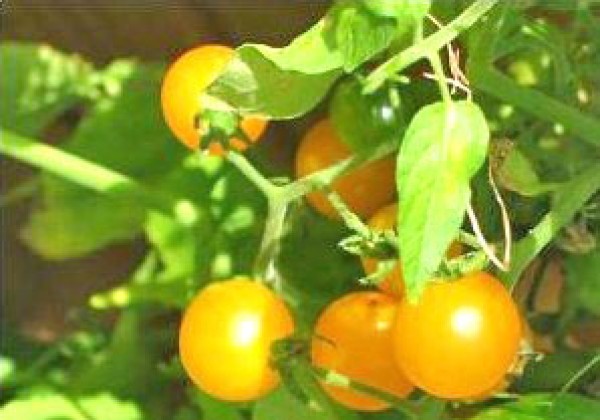 Gold Nugget Yellow Cherry Tomato Seeds