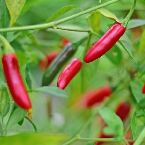 Organic Serrano Chili Seeds