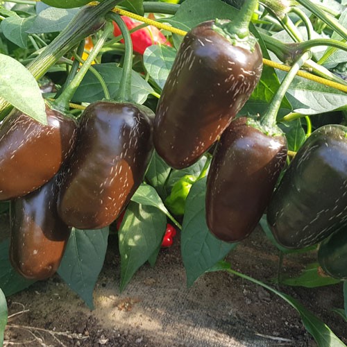 Jalapeno Black Bullet Chilli Seeds