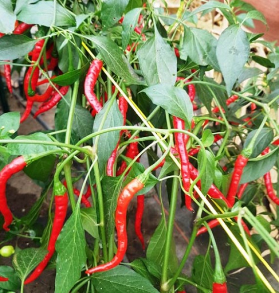 Nepal_Snakebite_Chili_Samen_1.jpg