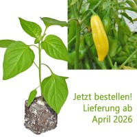 BIO_Lemon_Drop_Chili-Pflanze_01.jpg BIO_Lemon_Drop_Chili-Pflanze_01.jpg