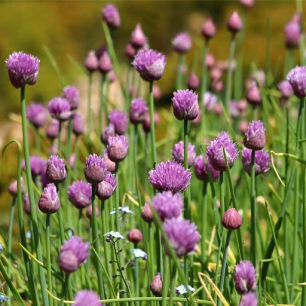 Grow your own chives