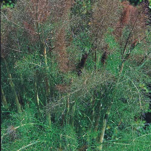 buy aquarium plants online 30 Live Aquarium Plant Bundle for Beginner Freshwater – Canton Aquatics main image 1