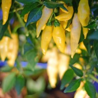 Aji Jobito Chilli Seeds Aji Jobito Chilli Seeds