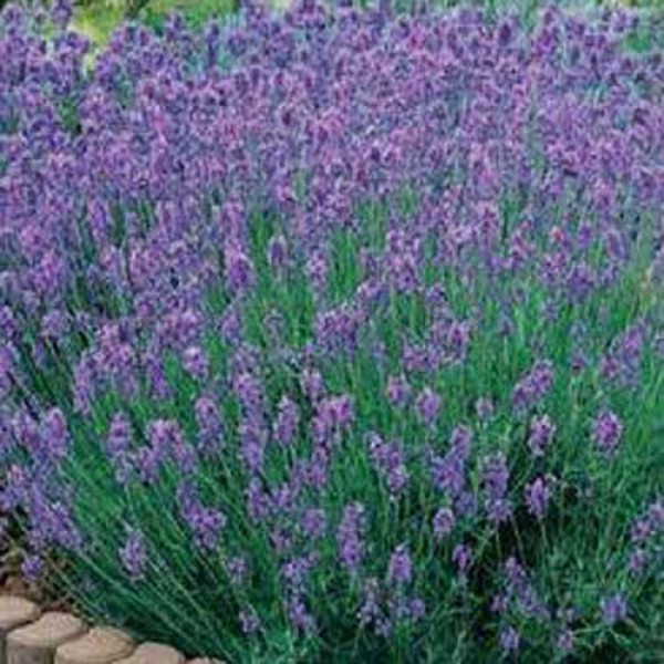 Lavendel_Common_English_Samen_1.jpg