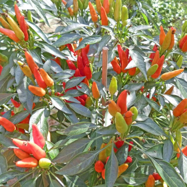 Candlelight Chili Seeds