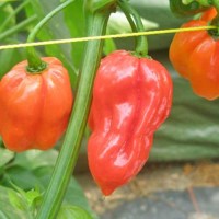 Habanero_Caribbean_Red_Chili_Samen_1.jpg Habanero_Caribbean_Red_Chili_Samen_1.jpg