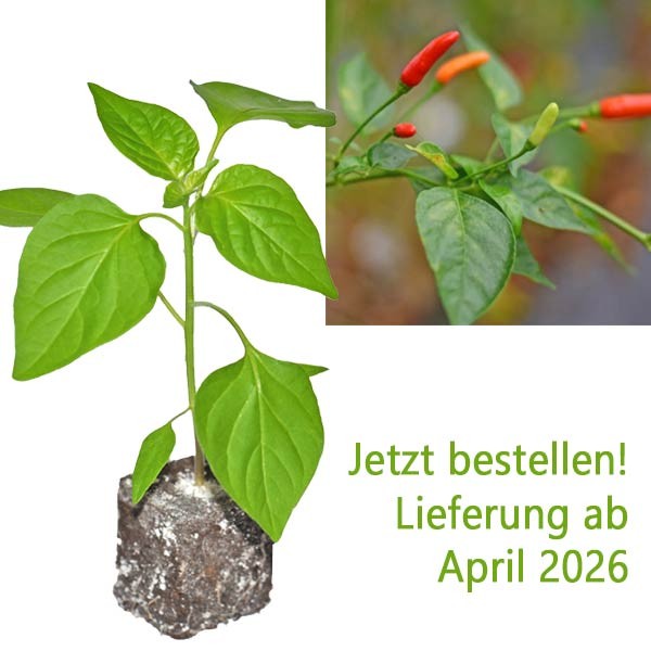 BIO_Tabasco_Red_Chili-Pflanze_01.jpg