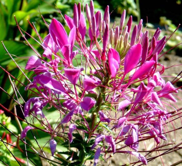 Spinnenblume_Cleome_Samen_1.jpg