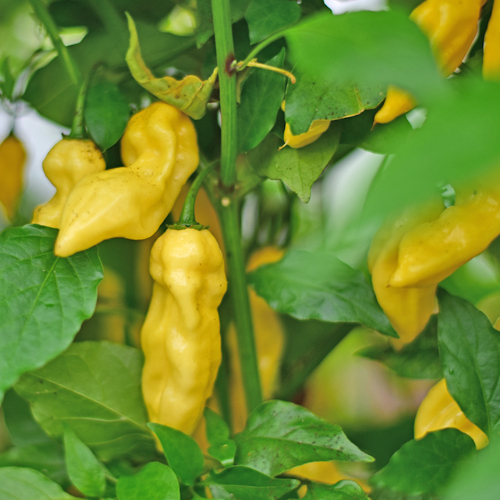 Order Organic Aji Pineapple Chili Seeds online - chili-shop24.de