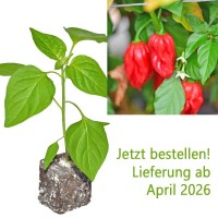 BIO_Habanero_Guadalupe_red_Chili-Pflanze_01.jpg BIO_Habanero_Guadalupe_red_Chili-Pflanze_01.jpg