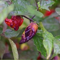 Hodonin_Chili_Samen_01.jpg Hodonin_Chili_Samen_01.jpg