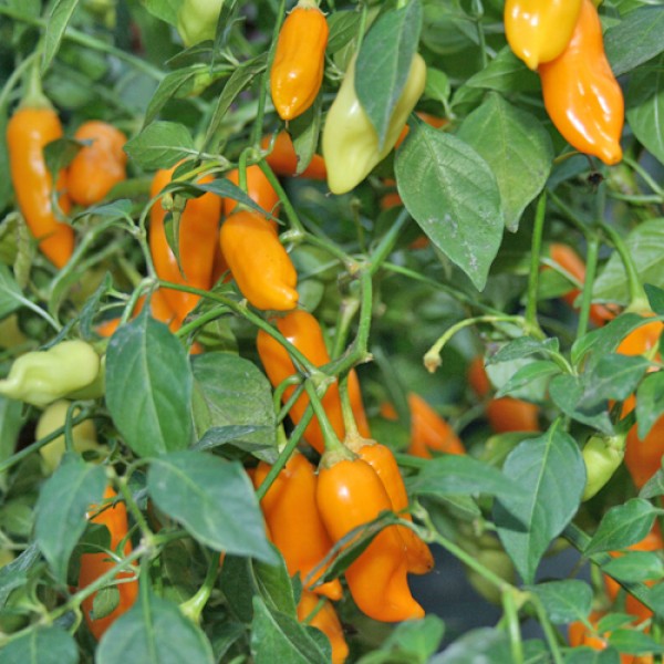 Aji Habanero Chili Seeds