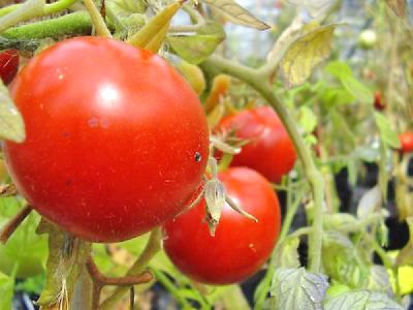 Heinz 1350 Tomato Seeds