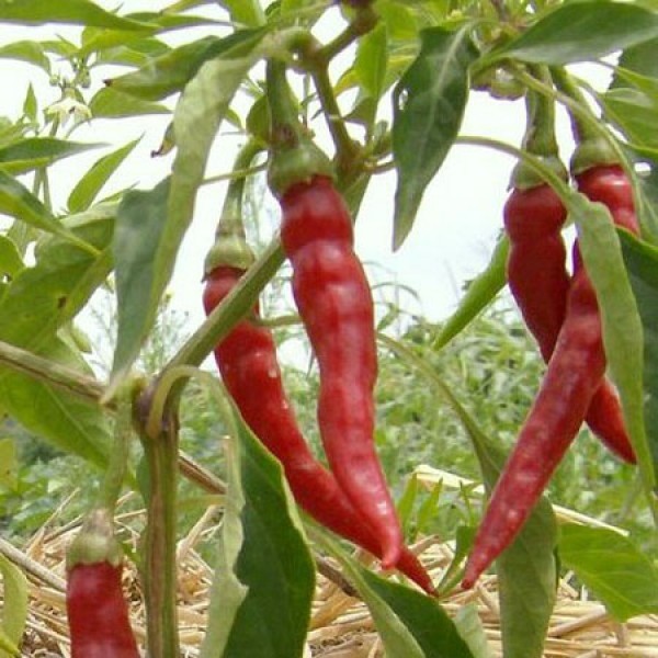 Cayenne Chili Pepper