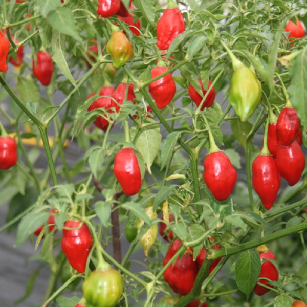 Rainforest Chili Seeds