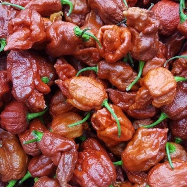 Fresh organic Brown Butlah Chillies 500g