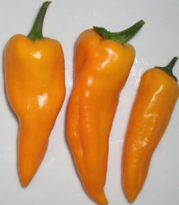 Chili-Shop24 Chili-Shop24
