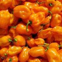 Habanero_Orange_Chili_Samen_1.jpg Habanero_Orange_Chili_Samen_1.jpg