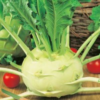 Kohlrabi_Superschmelz_Samen_1.jpg Kohlrabi_Superschmelz_Samen_1.jpg