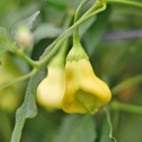 Aji_White_Fantasy_Chili_Samen_1.jpg Aji_White_Fantasy_Chili_Samen_1.jpg