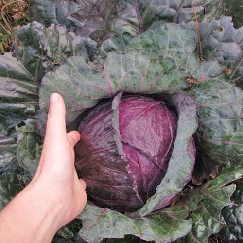 RED ROCK MAMMOTH CABBAGE SEEDS GARDEN CHEMICAL FREE SPROUTING NON-GMO 